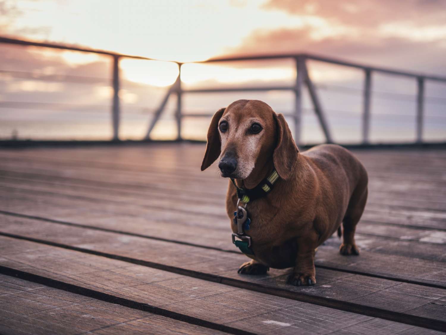 Dog Walking Across Beach